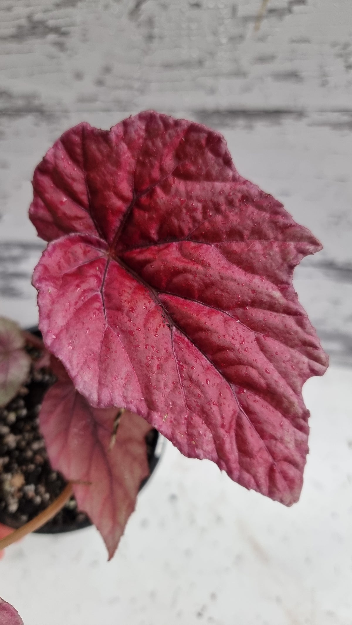 Begonia 'Indian Summer'