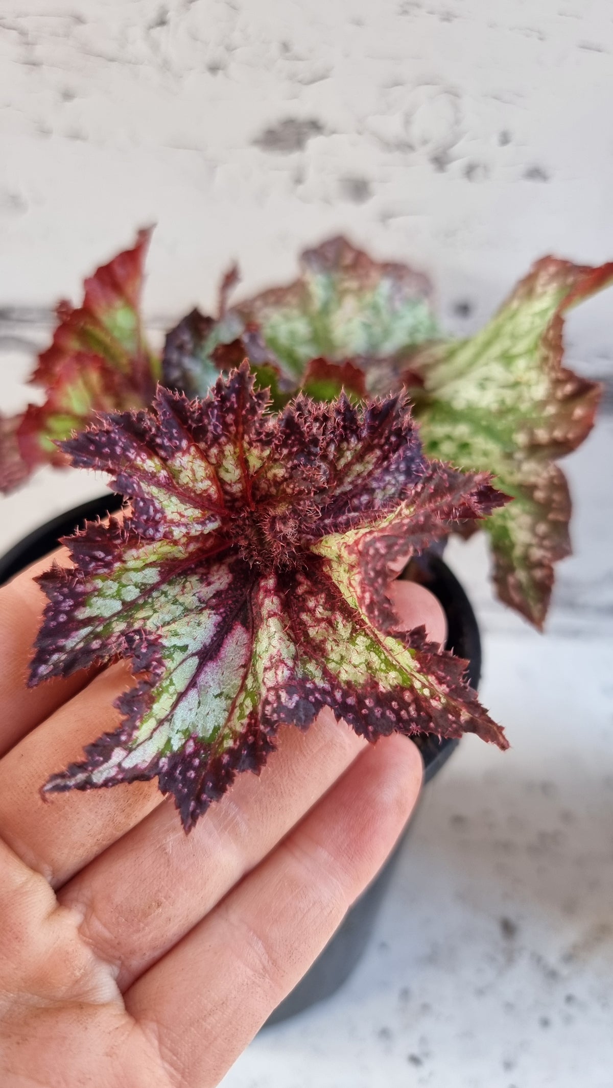Begonia rex 'Harmony's Star Dragon'
