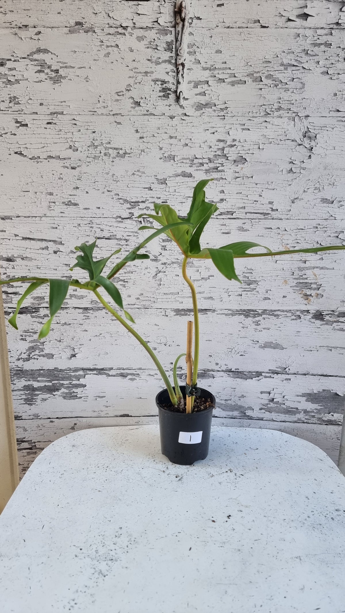 Philodendron pedatum 'Glad Hands'