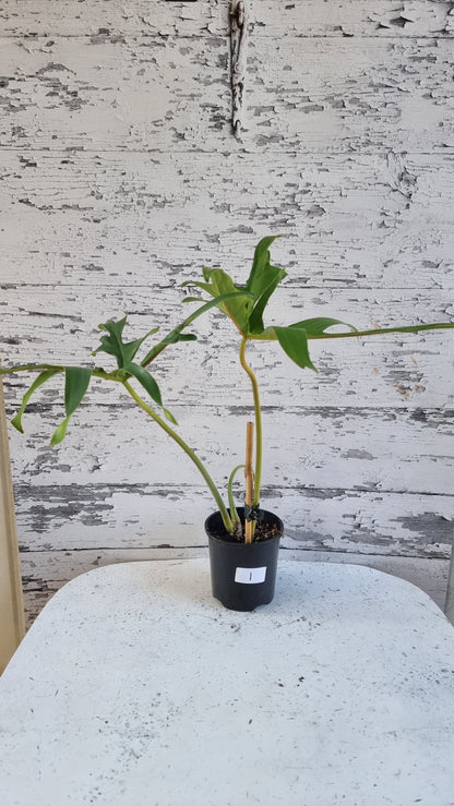 Philodendron pedatum 'Glad Hands'