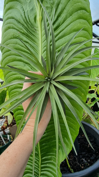 Tillandsia x NOID - Air Plant
