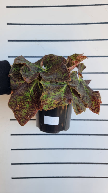 Begonia fuscomaculata var. NOID 'Plum Swirl'