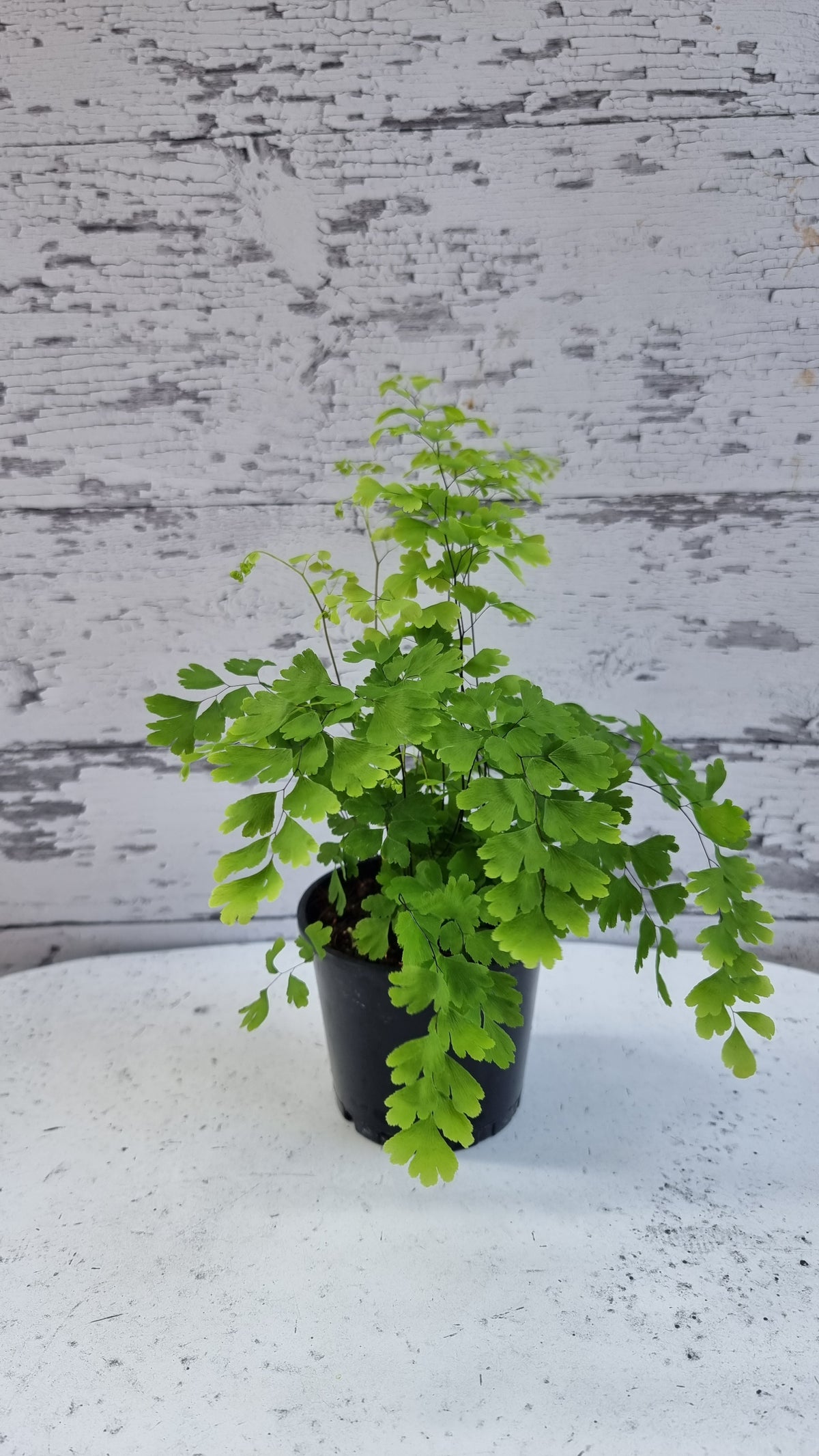 Adiantum raddianum - 三角铁线蕨