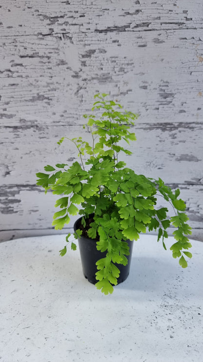 Adiantum raddianum - 三角铁线蕨