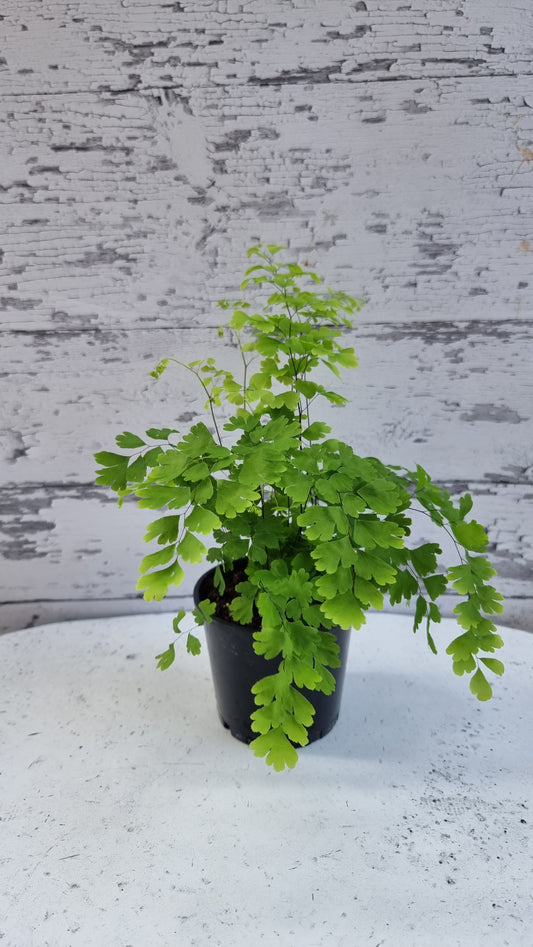 Adiantum raddianum 'Fragrantissimum' - Fragrans Maidenhair Fern