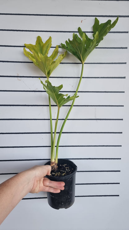 Thaumatophyllum (prev. Philodendron) bipinnatifidum ‘Hope’ - Tree Philodendron