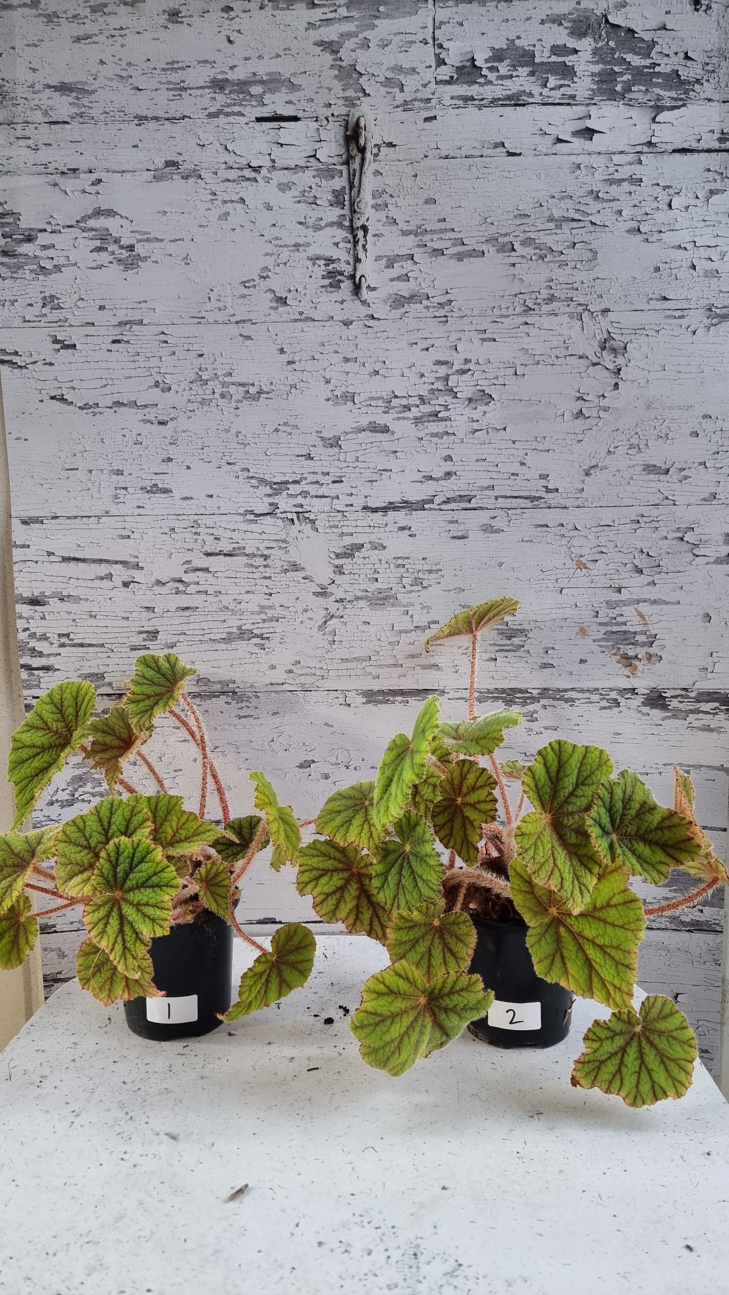 Begonia incarnata - Metallic Leaf Begonia
