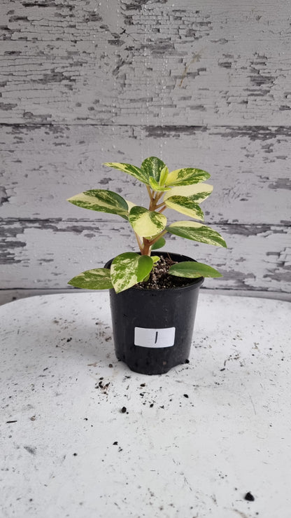 Peperomia orba variegata 'Marble' - Variegated Pixie Plant