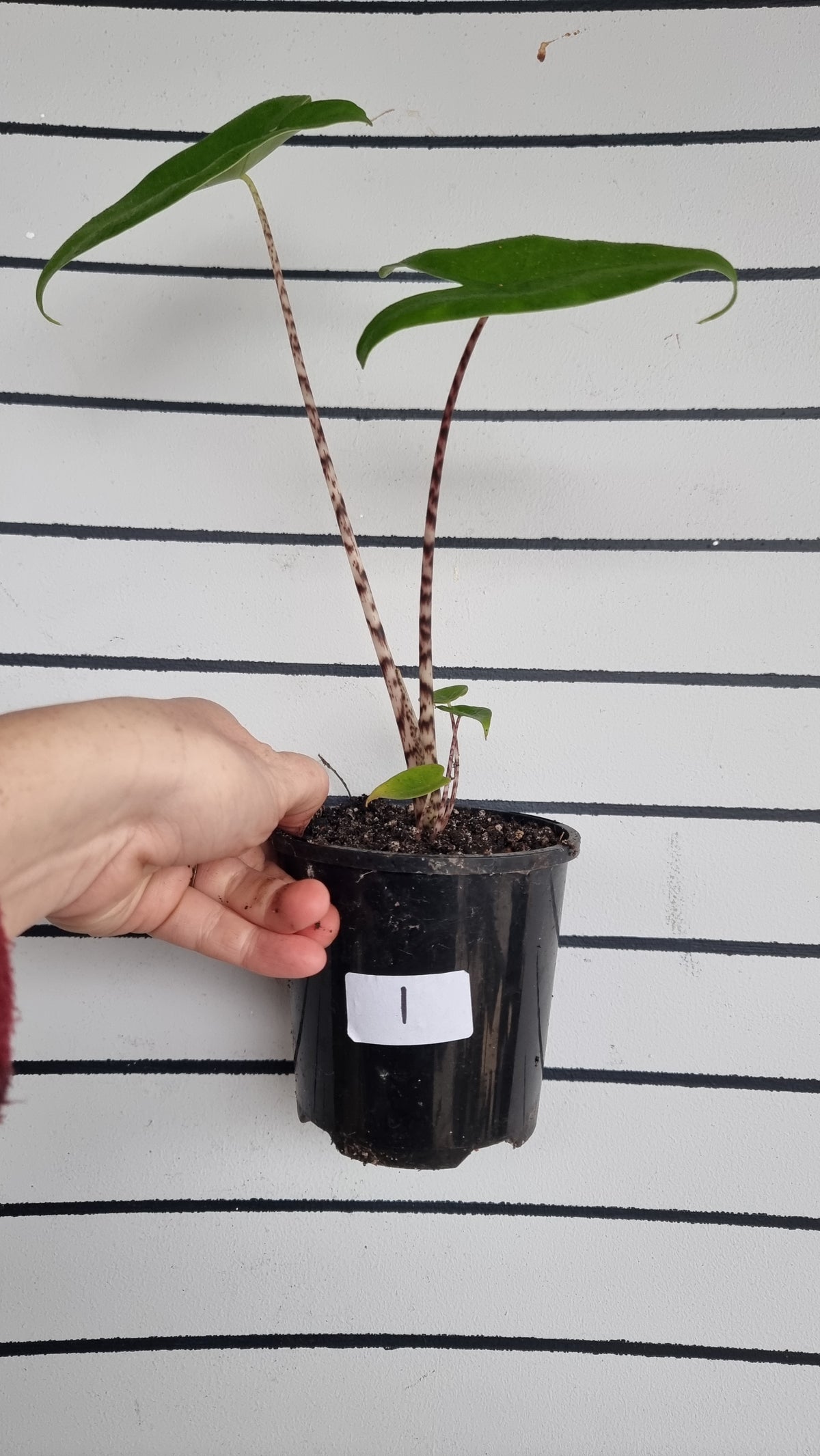 Alocasia zebrina