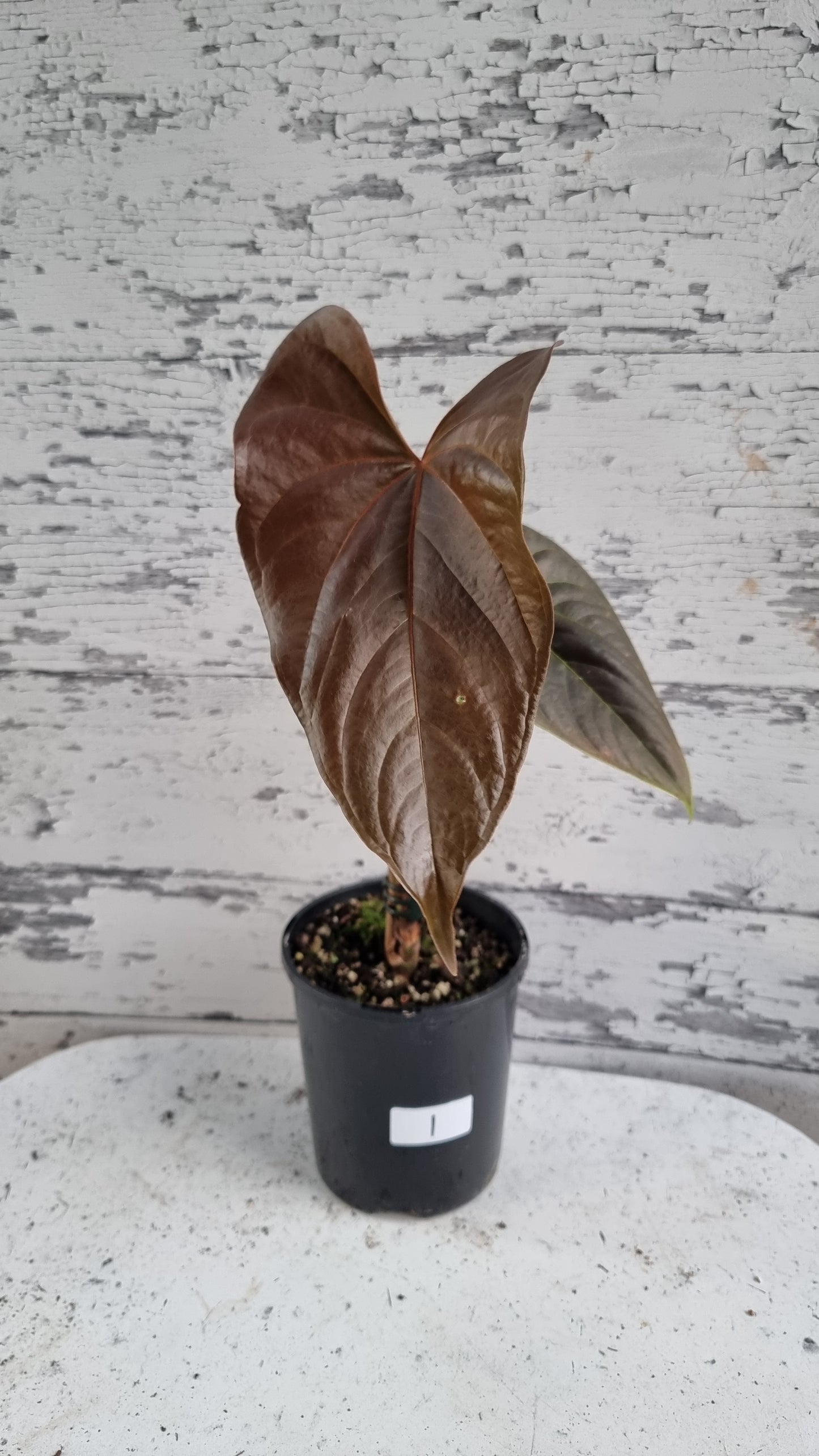 Anthurium (prev. A. moodeanum) 'Red Beauty' - Tropical Aroid
