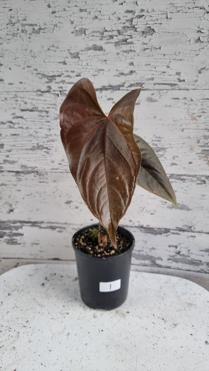 Anthurium (prev. A. moodeanum) 'Red Beauty' - Tropical Aroid