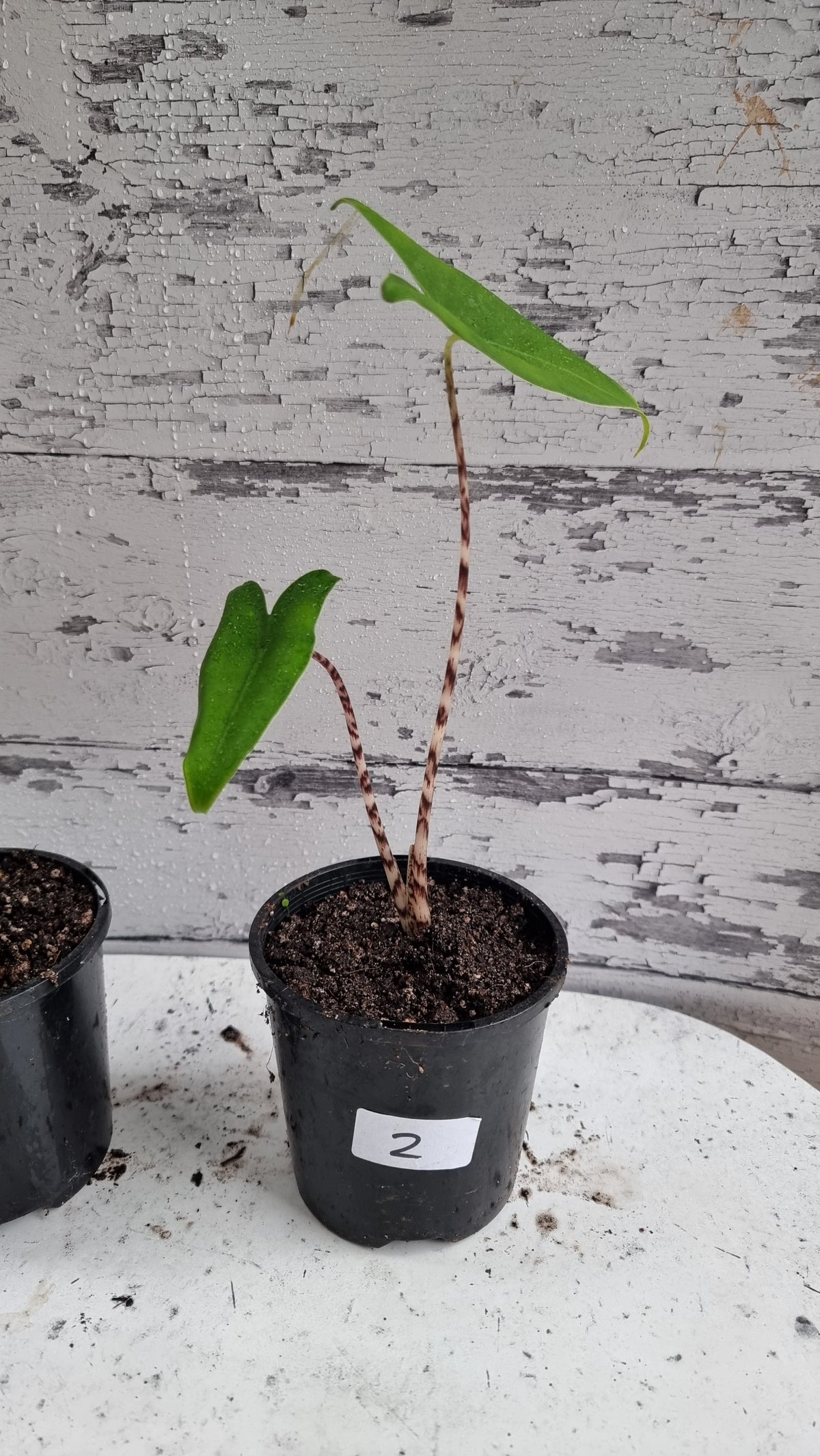 Alocasia zebrina