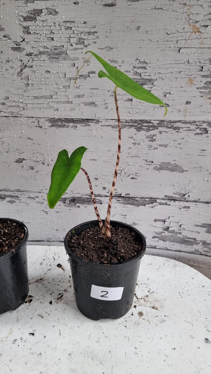 Alocasia zebrina