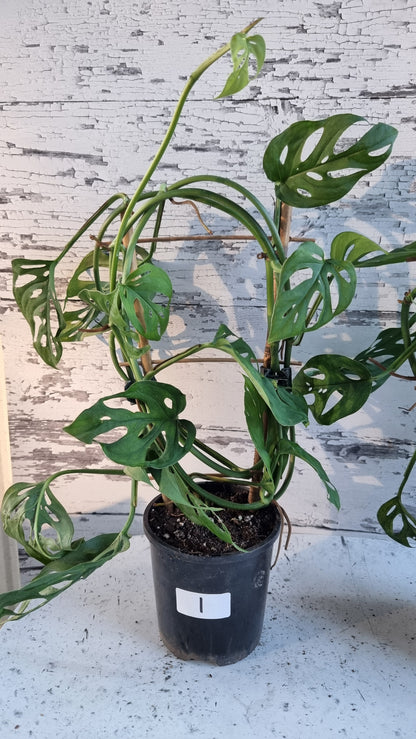 Monstera adansonii - 瑞士乳酪廠