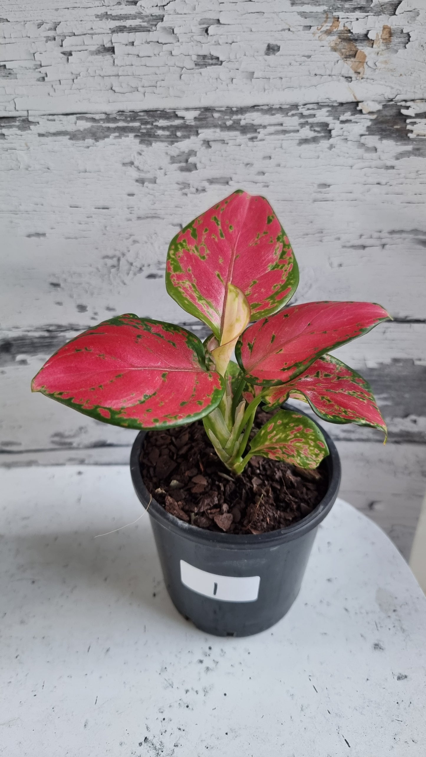 Aglaonema commutatum 'Beauty'
