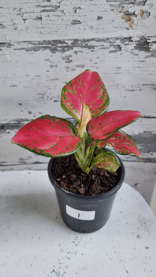Aglaonema commutatum 'Beauty'