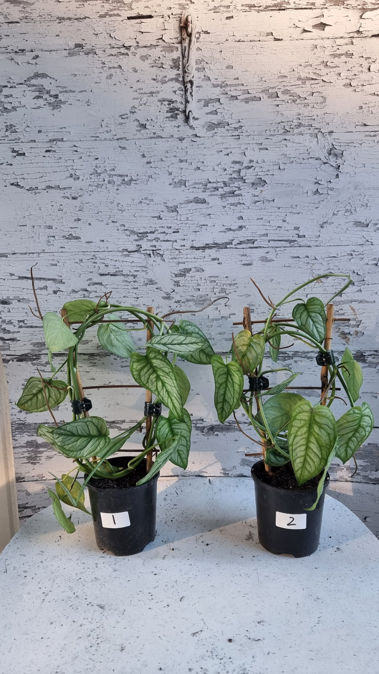 Monstera siltepecana 'El Salvador'