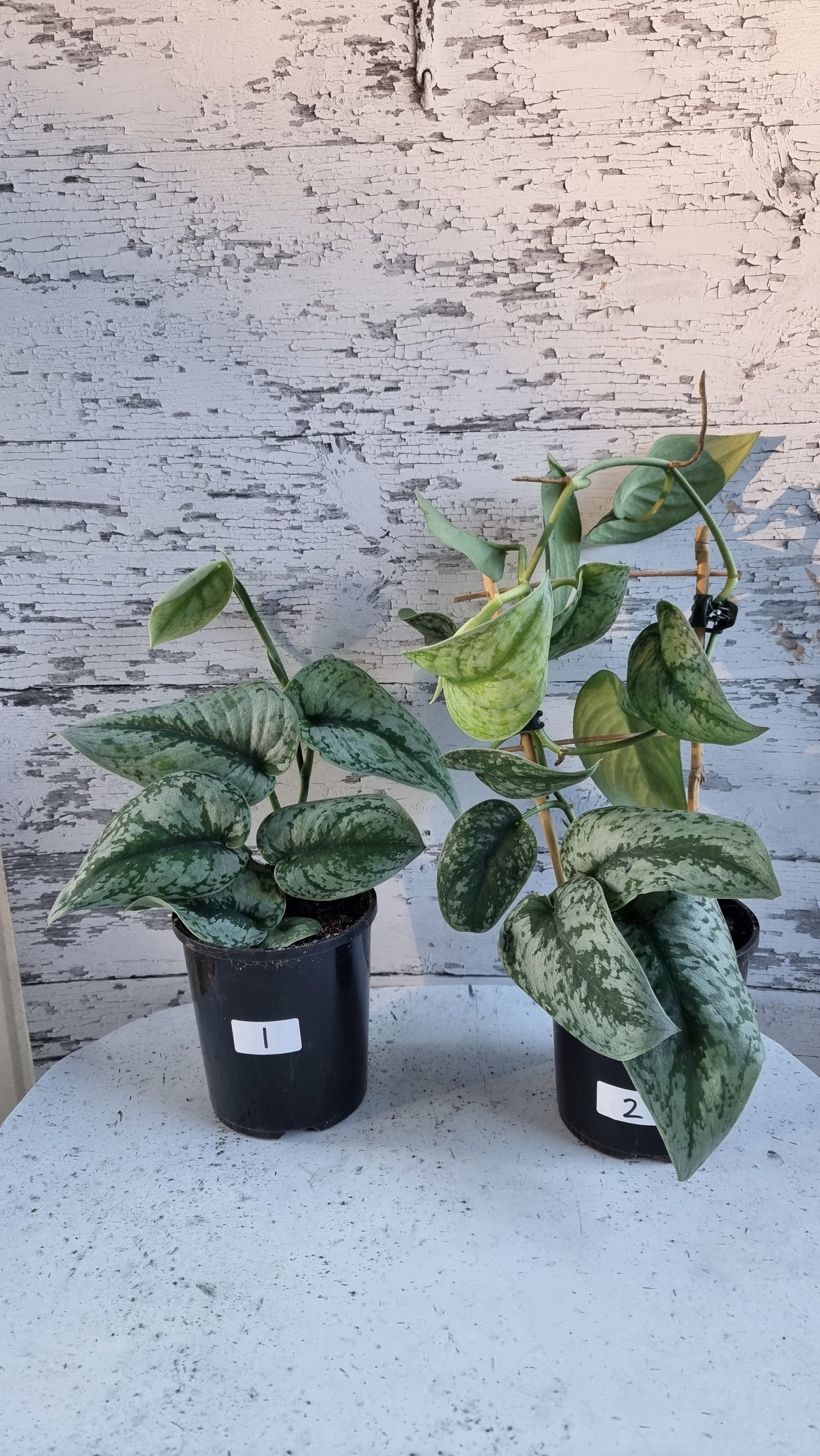 Scindapsus pictus 'Exotica' - Satin Pothos (Non-TC)