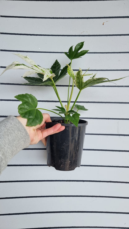 Fatsia Japonica 'Spider web' - Japanese aralia