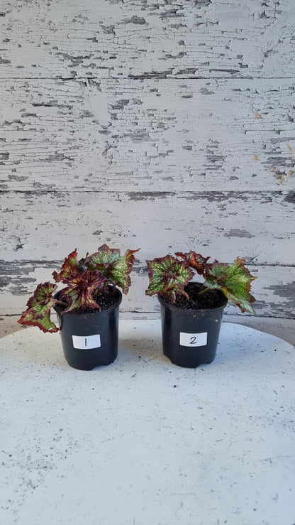 Begonia rex 'Harmony's Star Dragon'