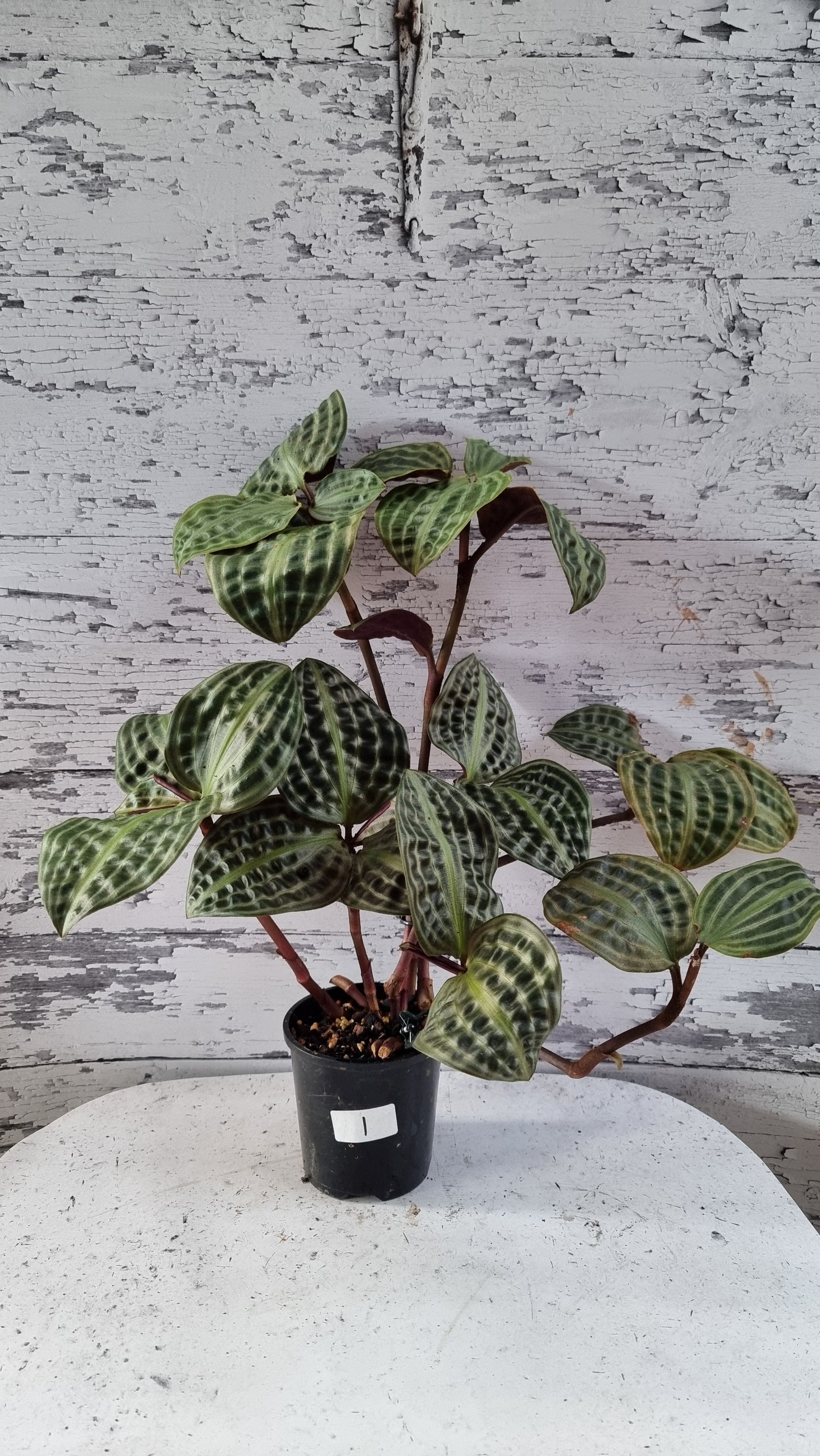 Geogenanthus poeppigii (Non-TC) - Seersucker Plant