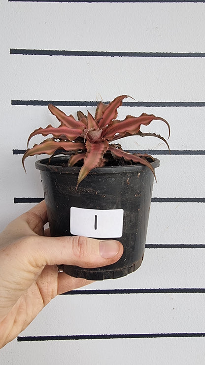 Cryptanthus bivittatus - Earth Star