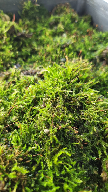 Live Moss Pack - Great for Terrariums!