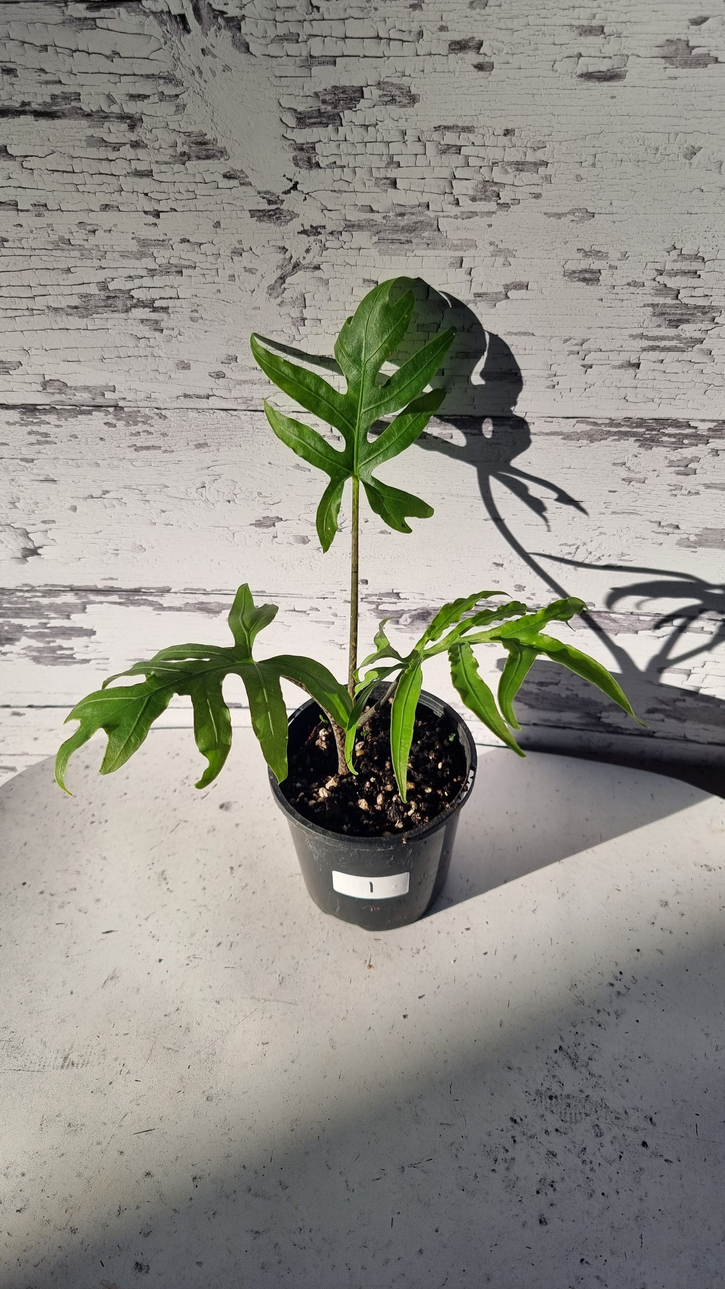 Alocasia brancifolia 'Serpent's Tail'