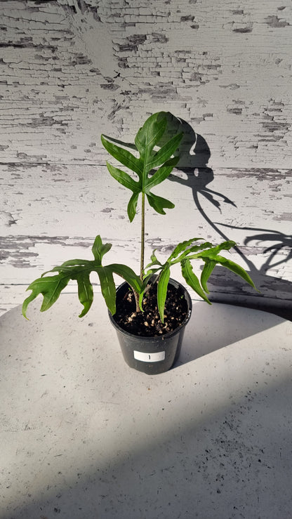 Alocasia brancifolia 'Serpent's Tail'