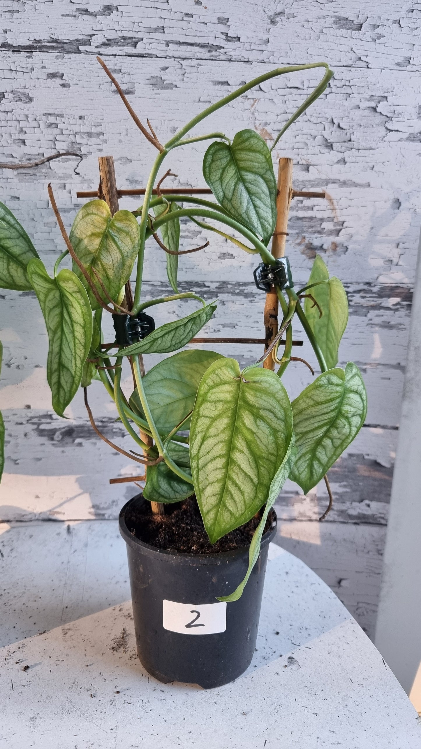 Monstera siltepecana 'El Salvador'