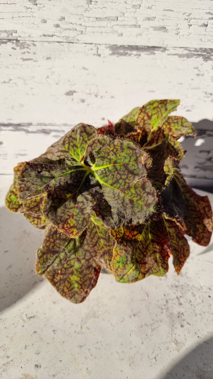 Begonia fuscomaculata var. NOID 'Plum Swirl'