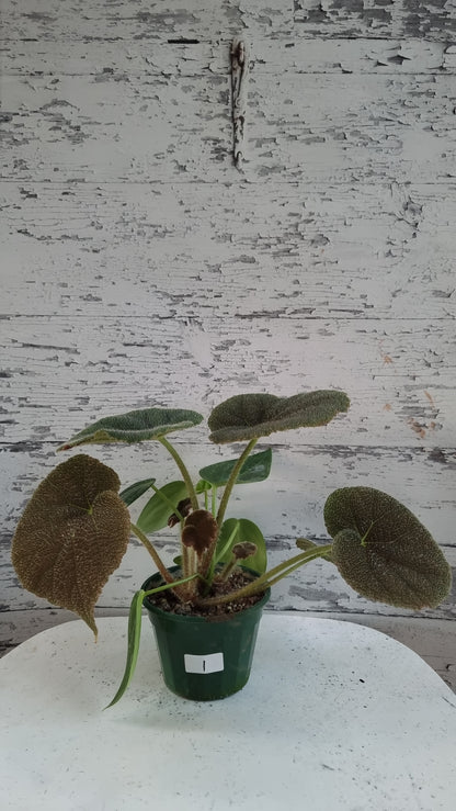 Begonia masoniana 'River'