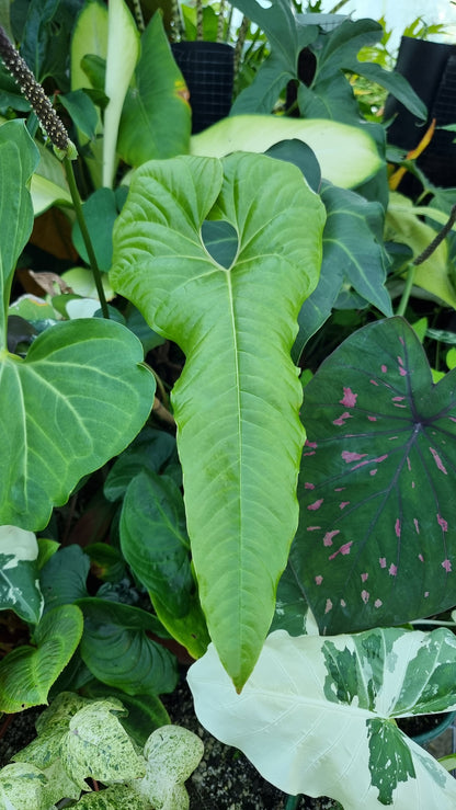 Anthurium ivanportillae - Tropical Aroid