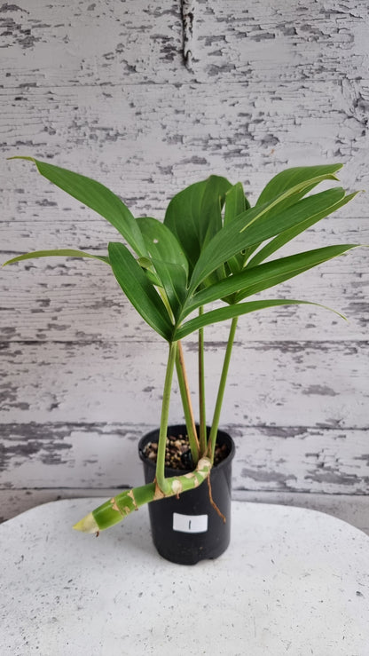 Rhaphidophora decursiva - Dragons Tail Plant