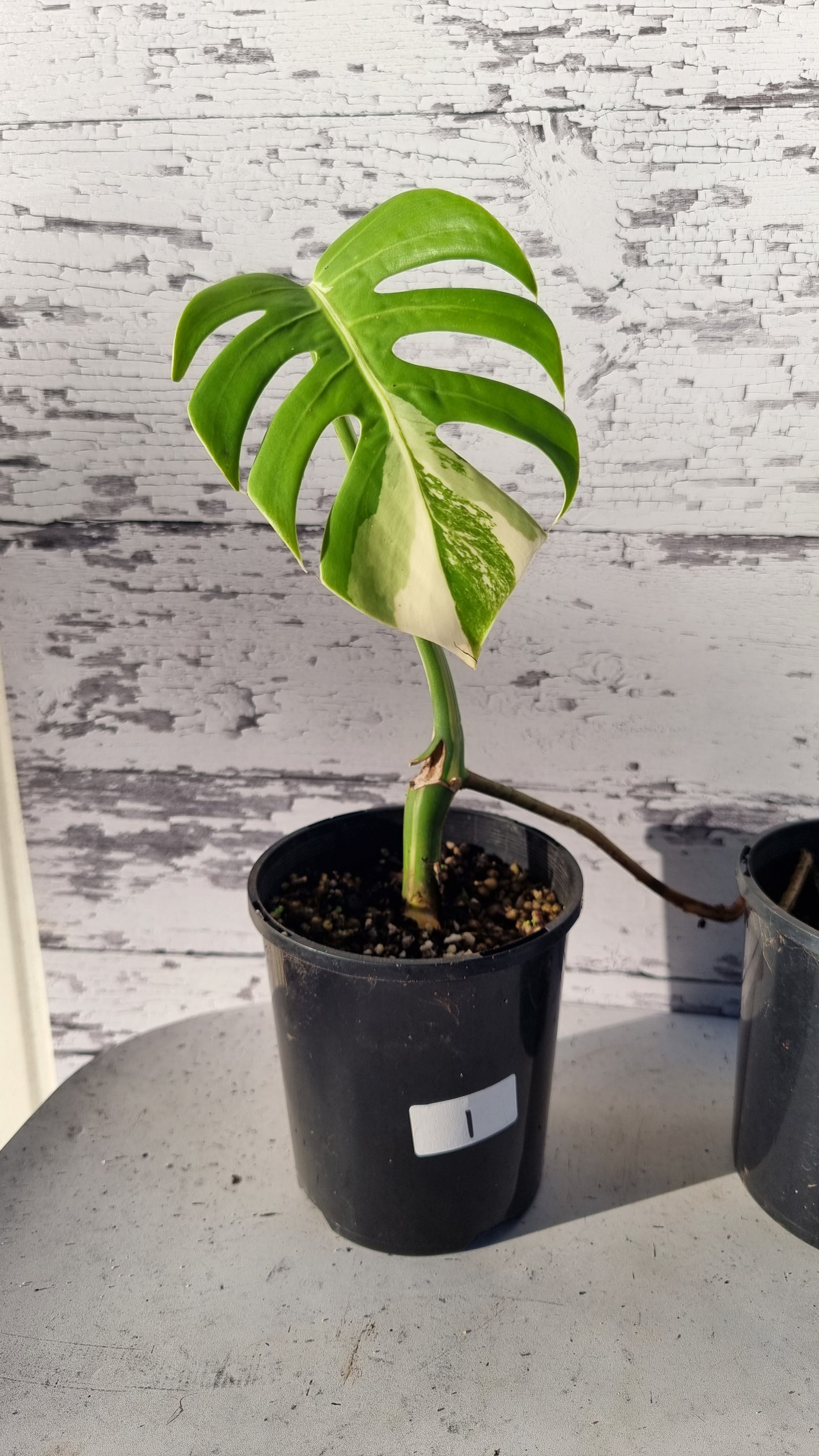 Monstera deliciosa borsigiana variegata - Variegated Fruit Salad Plant