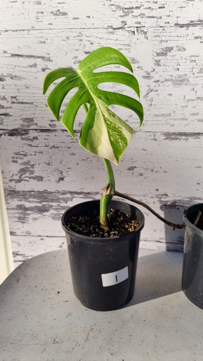 Monstera deliciosa borsigiana variegata - Variegated Fruit Salad Plant