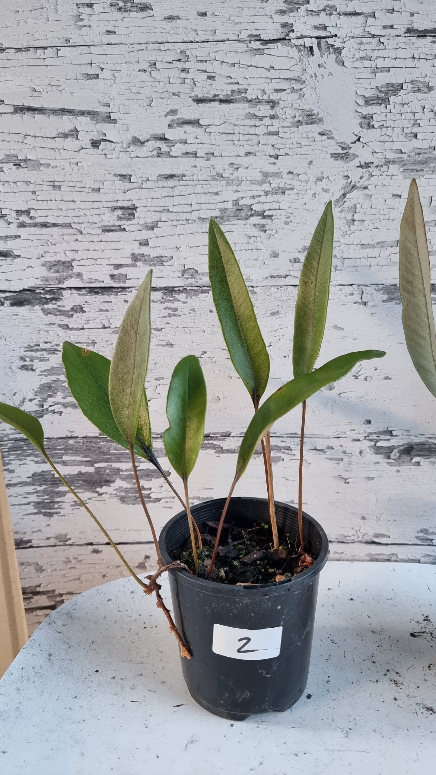 Pyrrosia lingua - Japanese Felt Fern