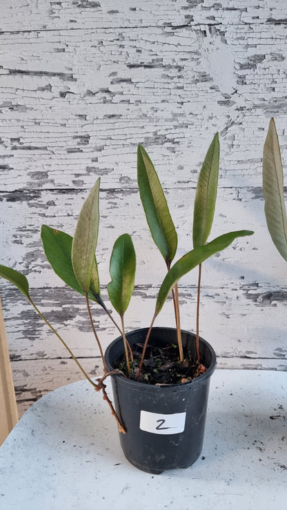 Pyrrosia lingua - Japanese Felt Fern