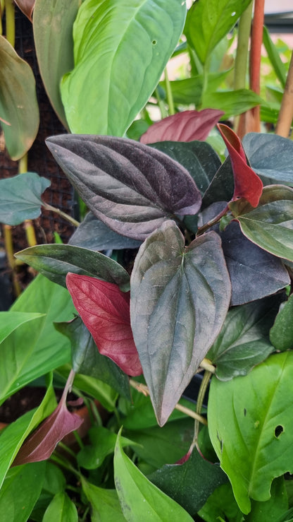 Syngonium erythrophyllum - Red Arrowhead Plant