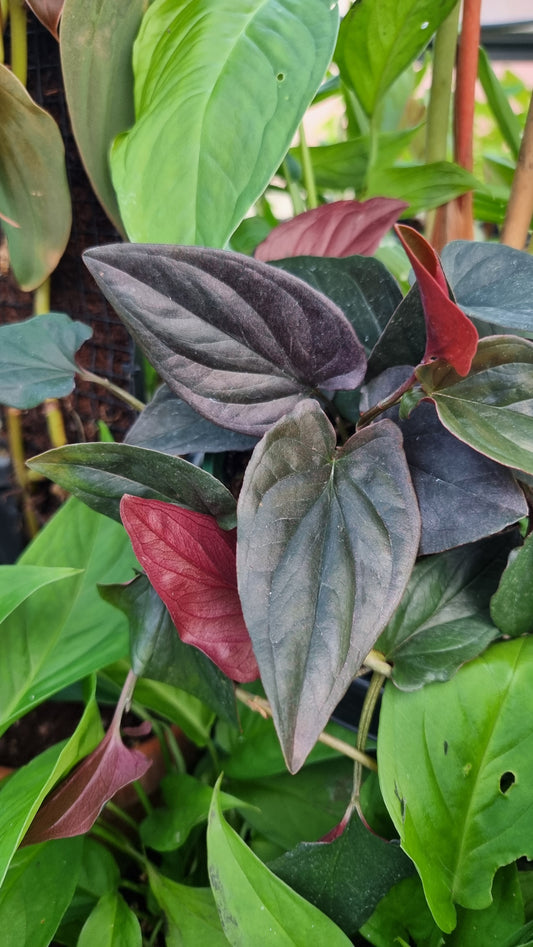 Syngonium erythrophyllum - Red Arrowhead Plant