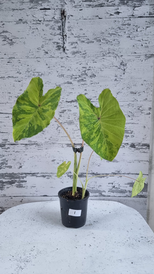 Colocasia esculenta 'Midori Sour' - Taro Plant