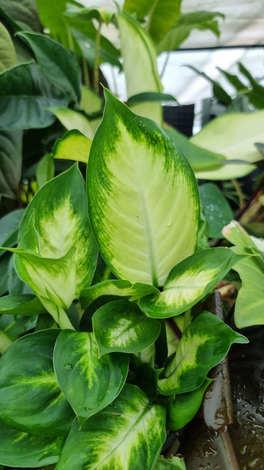 万年青'热带玛丽安' - 哑蔗