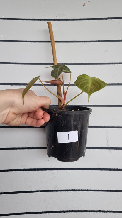 Philodendron rubrijuvenile - El Choco Red