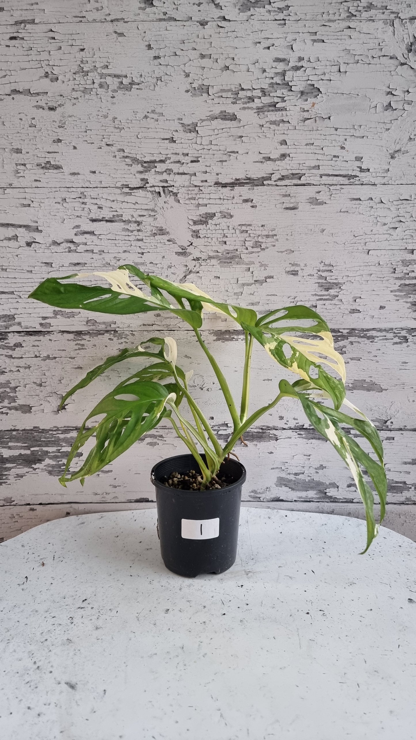 Monstera adansonii variegata - 雜色瑞士乳酪廠