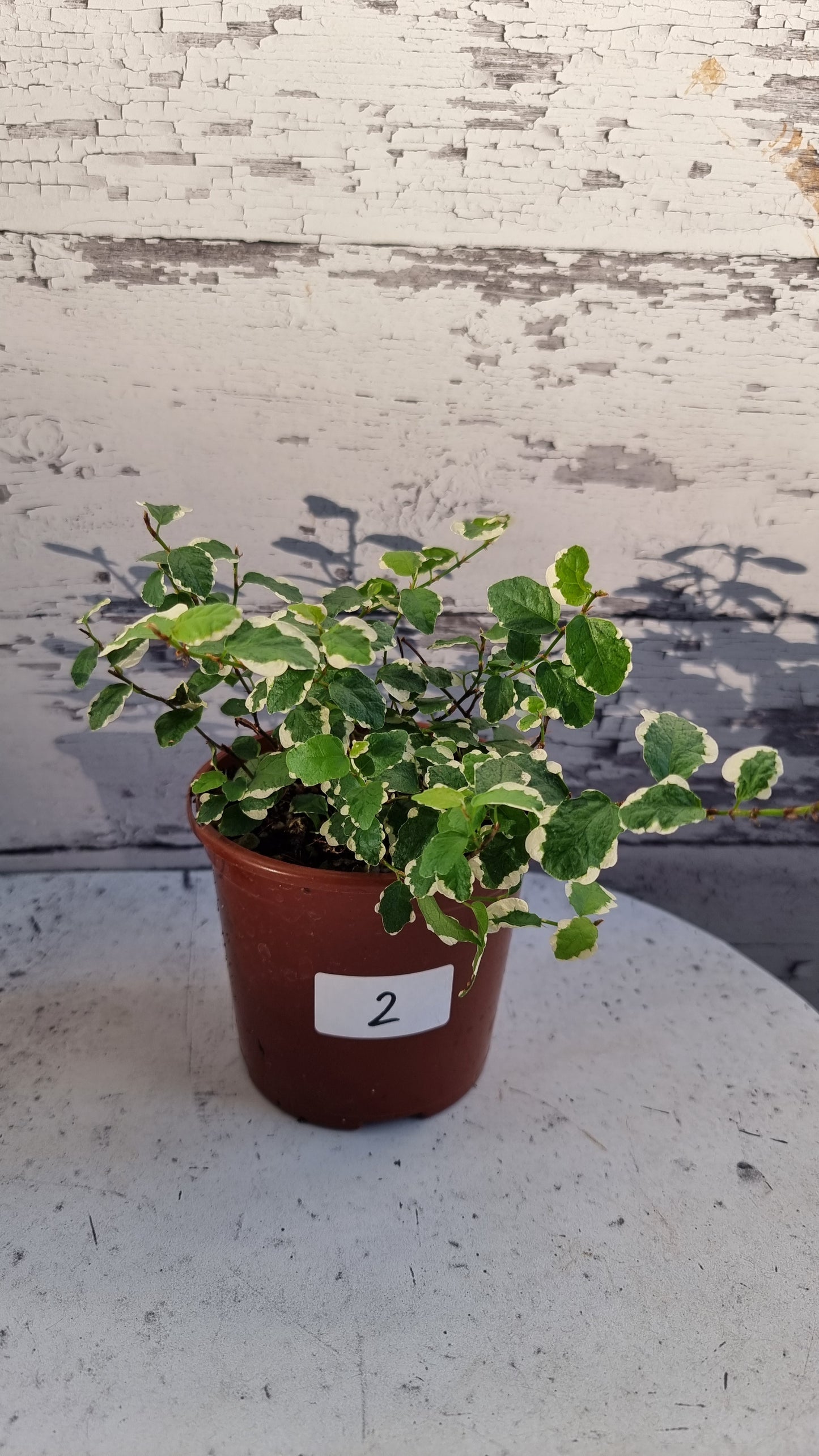 Ficus pumila ‘Ice Caps’ - Variegated Creeping Fig