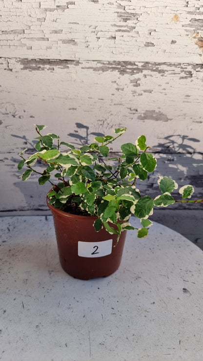 Ficus pumila ‘Ice Caps’ - Variegated Creeping Fig