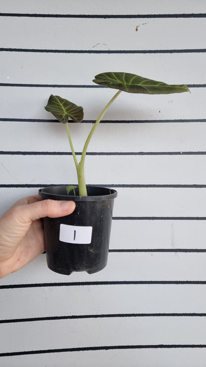 Alocasia 'Regal Shield' - Elephant Ear