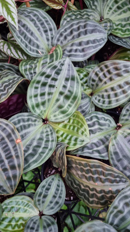 Geogenanthus poeppigii (Non-TC) - Seersucker Plant