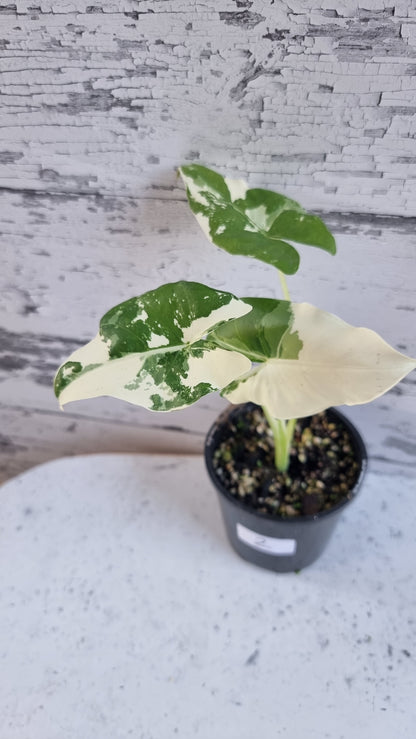 Alocasia Macrorriza variegata - 雜色象耳