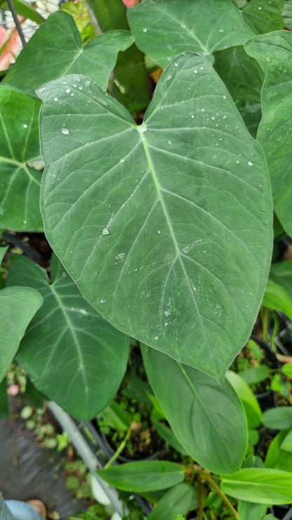 Xanthosoma sagittifolium 'Frozen Planet' - Arrowleaf Elephant Ear Root'd Plants 